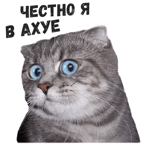 animal cat small to medium-sized cats