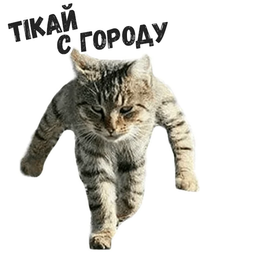 животное млекопитающее кошка