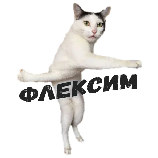 СМС домашняя кошка кошки малого и среднего размера