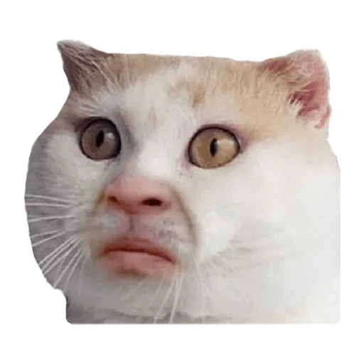 млекопитающее животное кошка