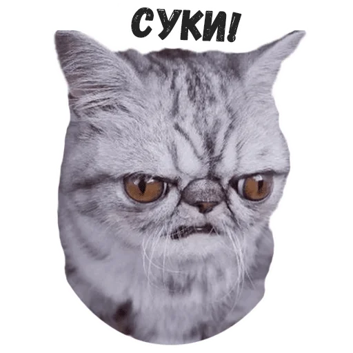 животное млекопитающее кошка