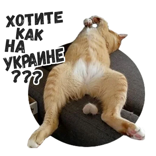 животное млекопитающее кошка