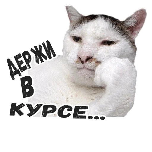 животное млекопитающее кошки малого и среднего размера