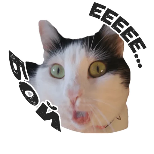 домашняя кошка кошка животное