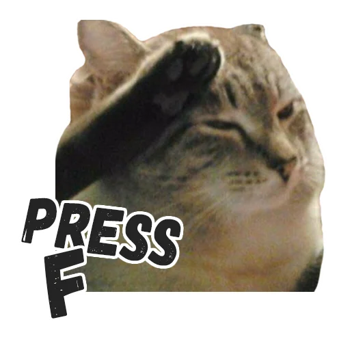 животное кошачьи млекопитающее