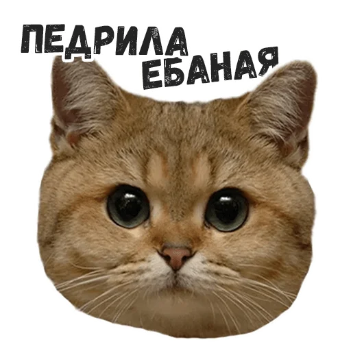 животное млекопитающее кошка