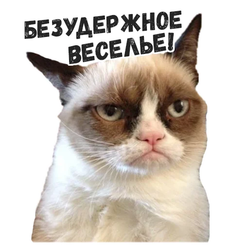 животное домашняя кошка млекопитающее