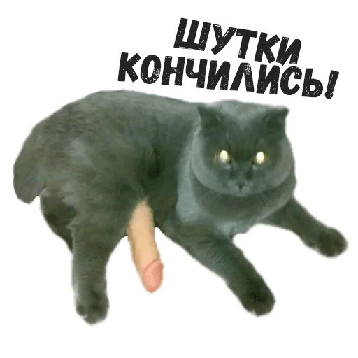 животное домашняя кошка кошки малого и среднего размера