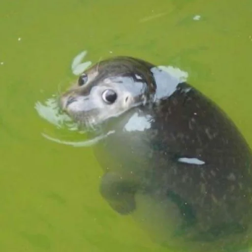 ТЮЛЕНЧИКИ 🦭🦭🦭🦭🦭🦭🦭 - 