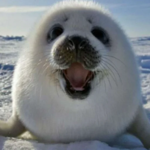 Sticker TYULENCHIKI59 - 1