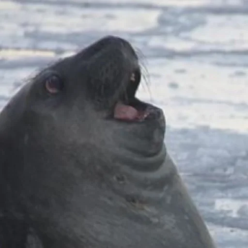 Sticker TYULENCHIKI59 - 1