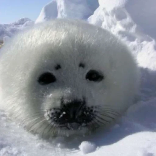 Стикер TYULENCHIKI59 - 1