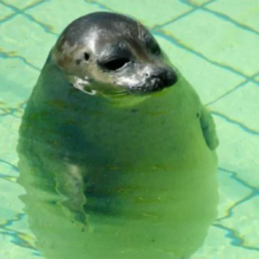 Стикер TYULENCHIKI59 - 1