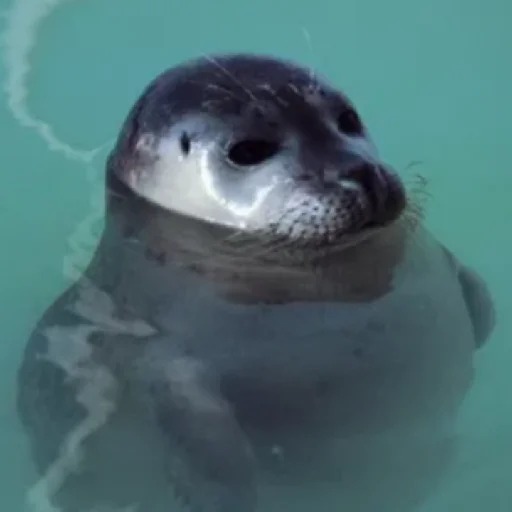 Sticker TYULENCHIKI59 - 1