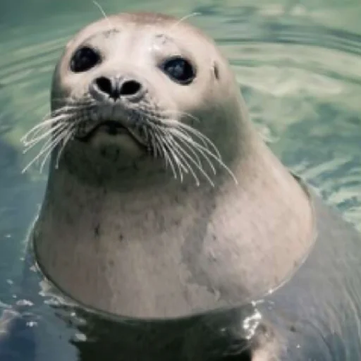 Стикер TYULENCHIKI59 - 1