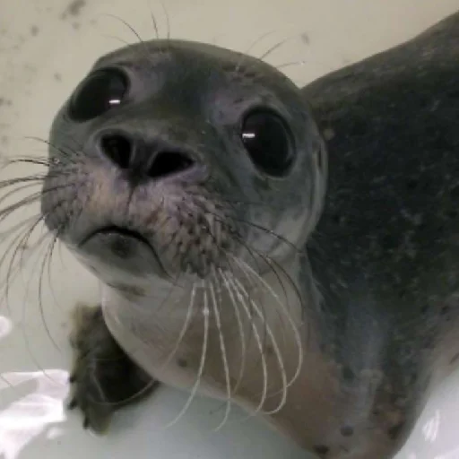 Стикер TYULENCHIKI59 - 1