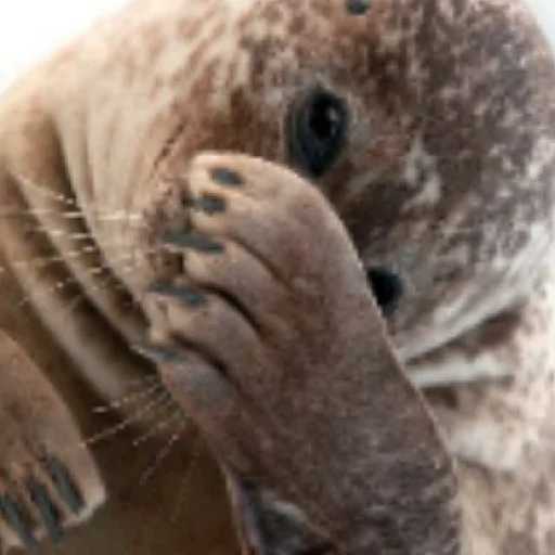 Стикер TYULENCHIKI59 - 1