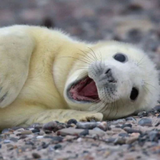 Sticker TYULENCHIKI59 - 1