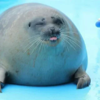 Sticker ТЮЛЕНЧИКИ 🦭🦭🦭🦭🦭🦭🦭 - 3