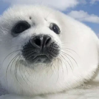 Sticker ТЮЛЕНЧИКИ 🦭🦭🦭🦭🦭🦭🦭 - 10