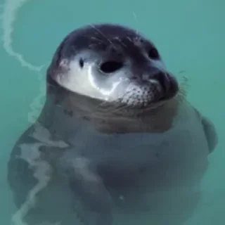 Sticker ТЮЛЕНЧИКИ 🦭🦭🦭🦭🦭🦭🦭 - 5