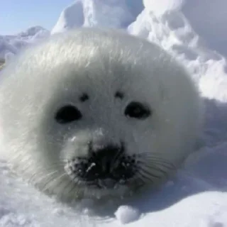 Sticker ТЮЛЕНЧИКИ 🦭🦭🦭🦭🦭🦭🦭 - 8