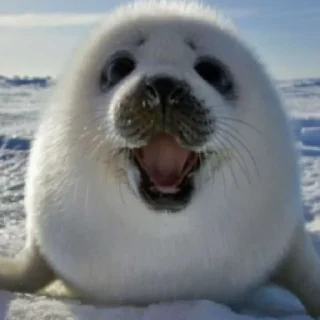 Sticker ТЮЛЕНЧИКИ 🦭🦭🦭🦭🦭🦭🦭 - 11