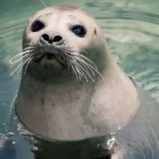 Sticker ТЮЛЕНЧИКИ 🦭🦭🦭🦭🦭🦭🦭 - 4