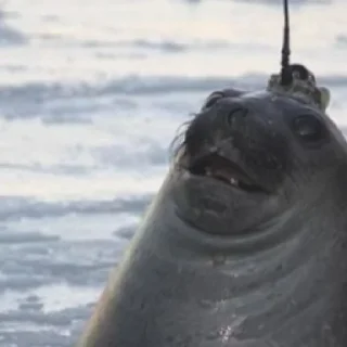 Sticker ТЮЛЕНЧИКИ 🦭🦭🦭🦭🦭🦭🦭 - 6