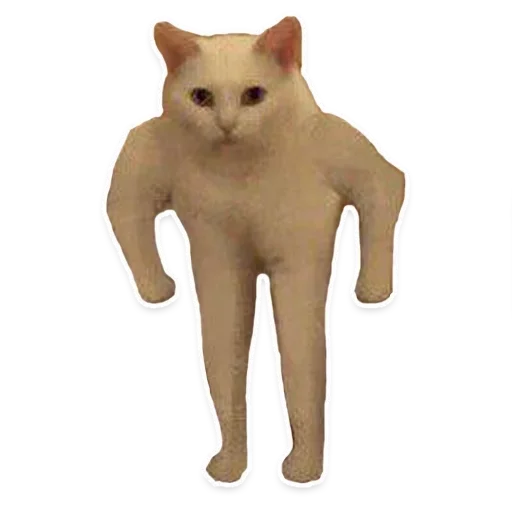 domestic cat small to medium-sized cats animal