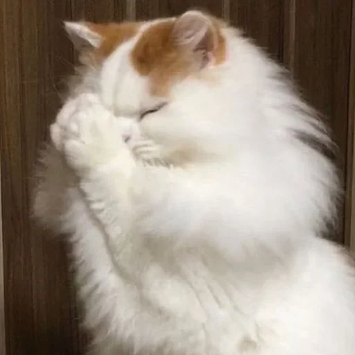 mammal animal small to medium-sized cats