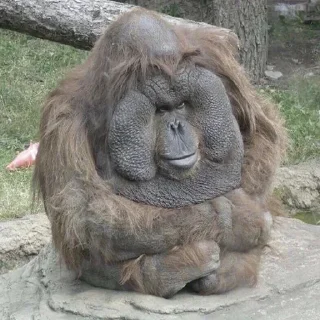 Стикер Fandom ST
@FuqBoom_Original
@TaijuNews @TgEmodziBot - 1