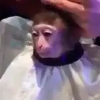 Стикер Fandom ST
@FuqBoom_Original
@TaijuNews @TgEmodziBot - 2