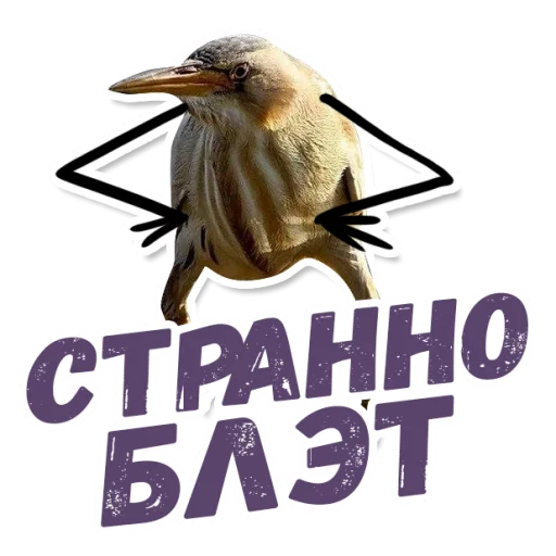 text animal bird