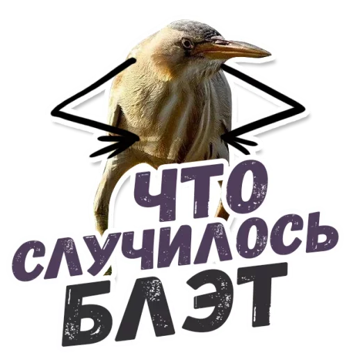 СМС клюв птица