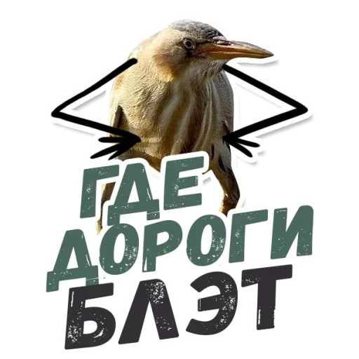 птица животное СМС