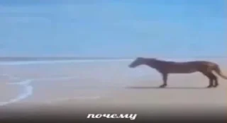 Стикер 👵🚴‍♂️ - 3