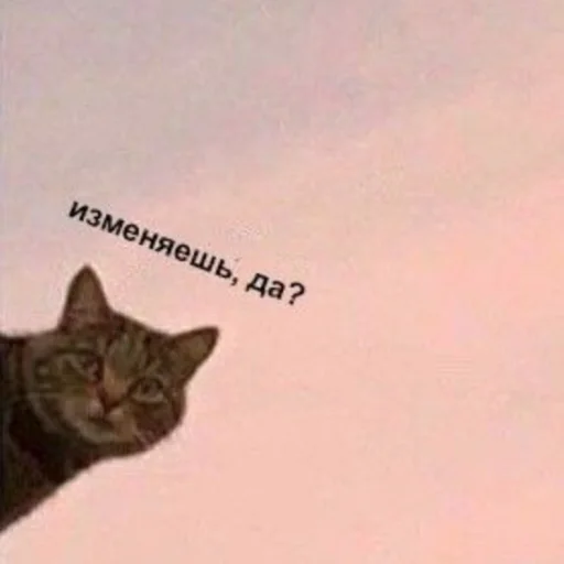 СМС млекопитающее животное