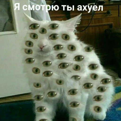 animal cat domestic cat