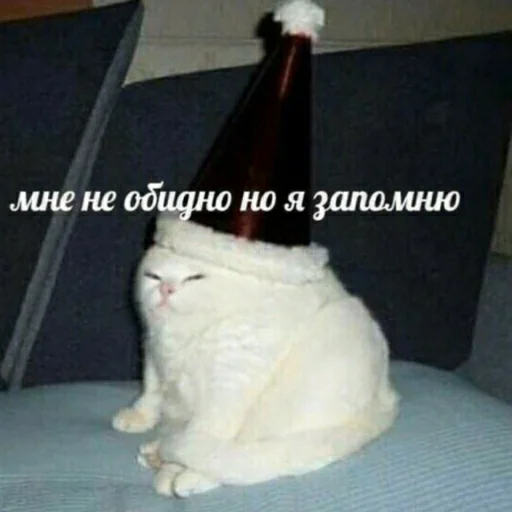 bottle small to medium-sized cats felidae