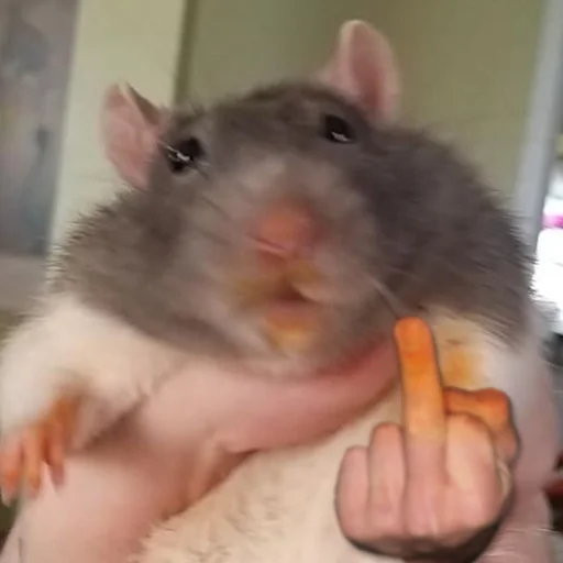 Sticker Take this rat! - 11