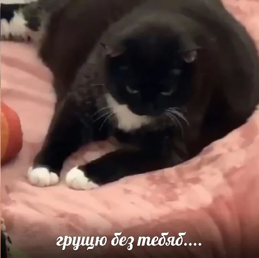 small to medium-sized cats felidae mammal