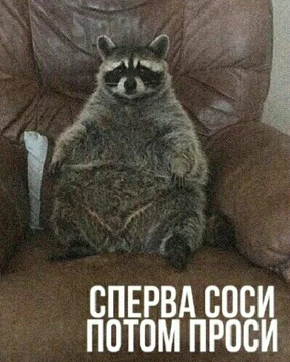 raccoon animal mammal