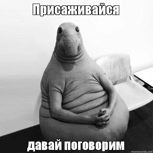 animal mammal marine mammal