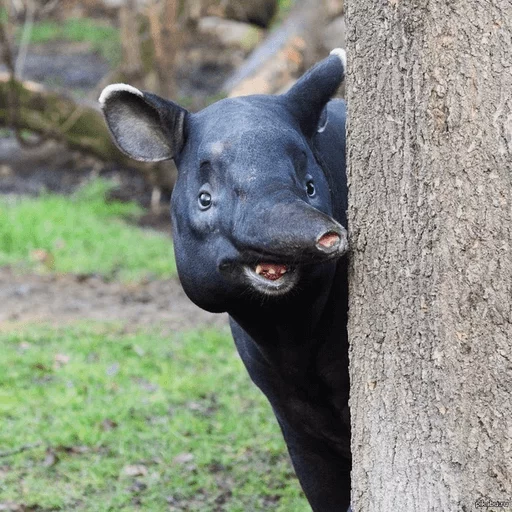 Tapir - animal