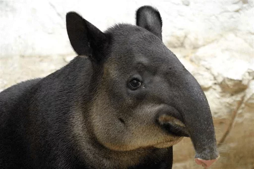 animal mammal tapir