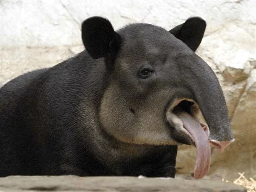 animal mammal tapir