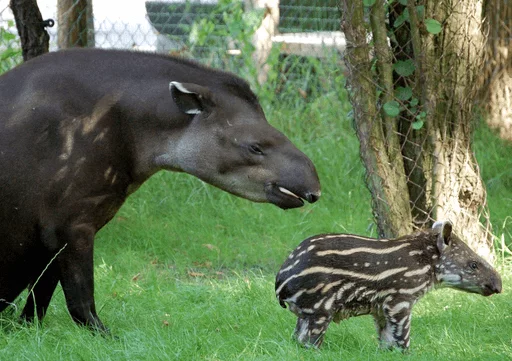 animal tapir mammal