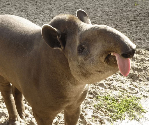 animal mammal outdoor