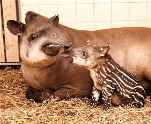 animal mammal tapir